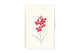 Hand painted greeting Cards, Wallflower 'Scarlet Emperor'