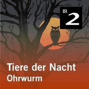 Tiere der Nacht: Ohrwurm