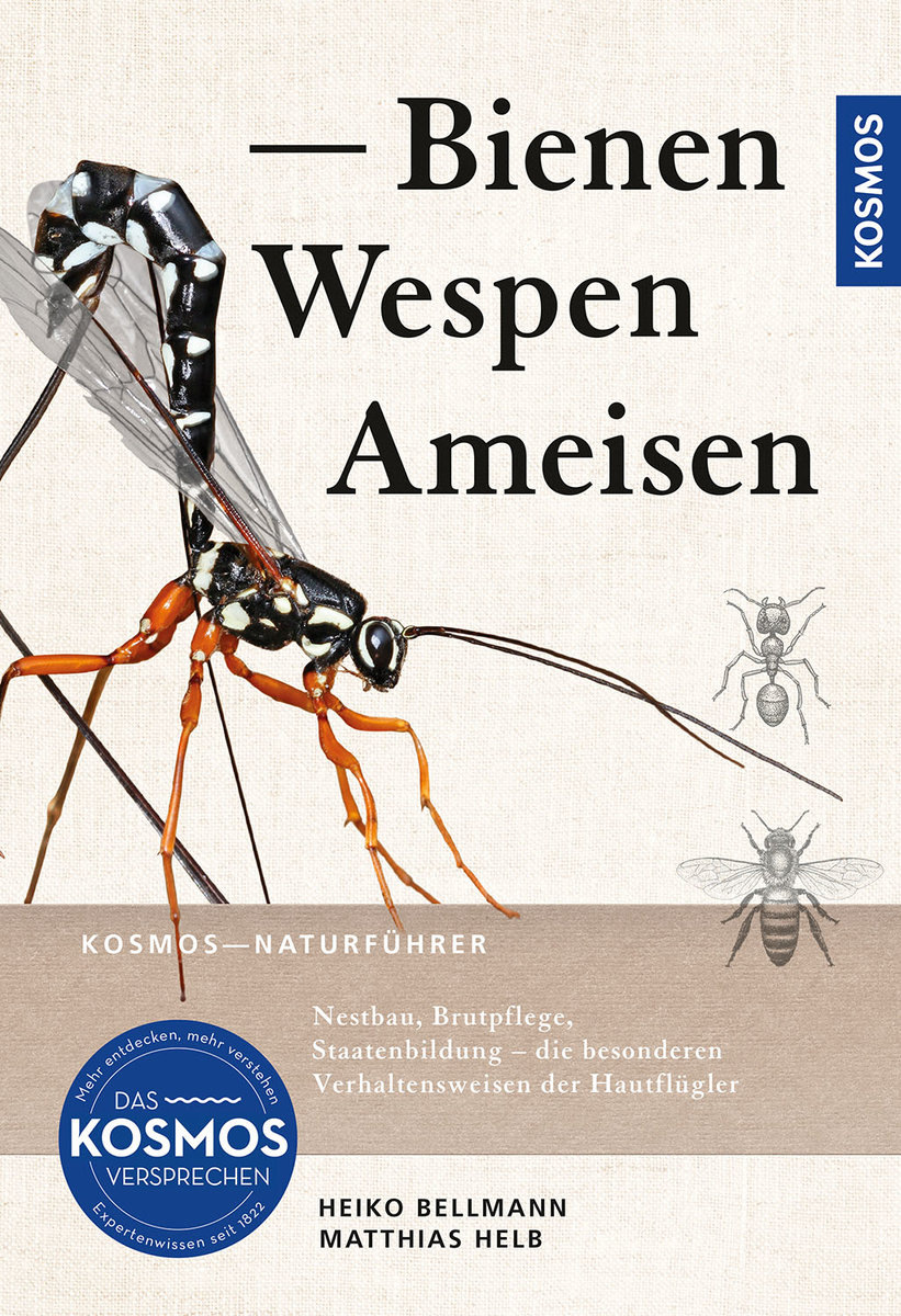 Bienen, Wespen, Ameisen